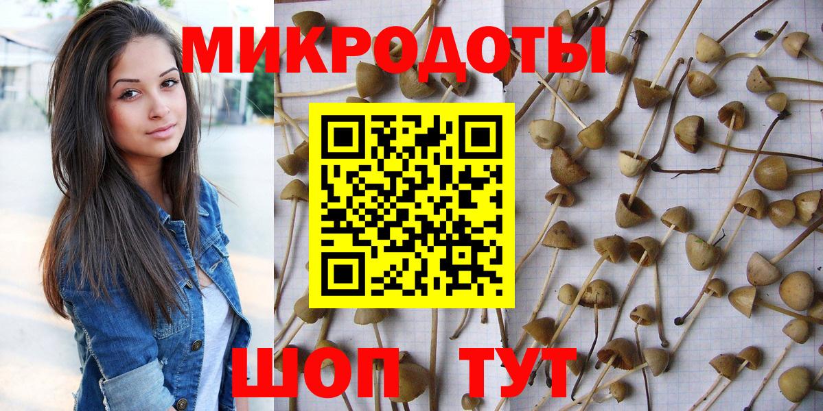 Галлюциногенные грибы Psilocybe Гатчина